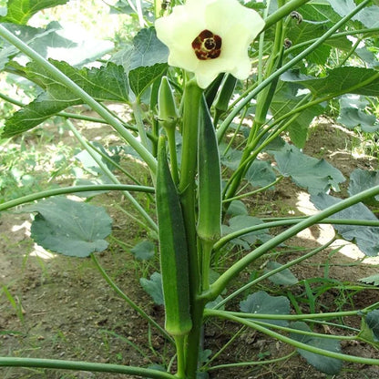 Okra F1 Hybrid Vasant 4 Vegetable Seeds