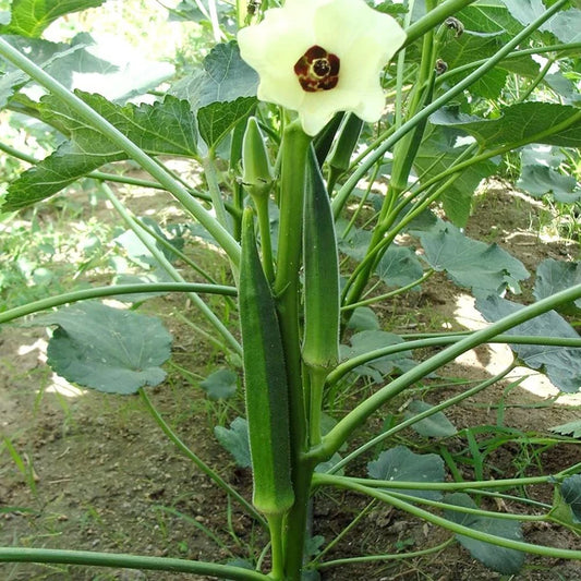 Okra F1 Hybrid Vasant 4 Vegetable Seeds