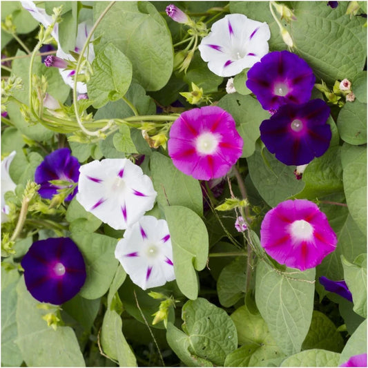 Ipomea Mixed Summer Flower Seeds