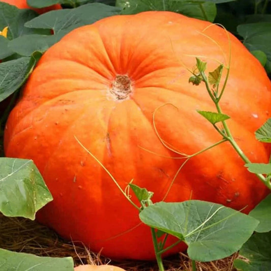 Pumpkin F1 Surya P-10 Vegetable Seeds