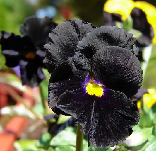 Black Blotch Pansy Flower Seeds