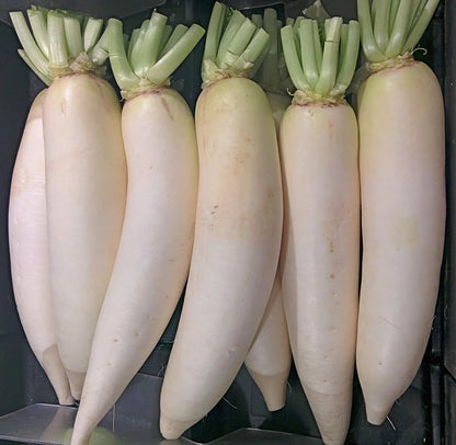 Radish Padra Leaf Vegetable Seeds