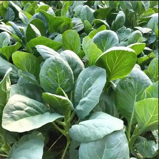 Saag Kanyari Vegetable Seeds