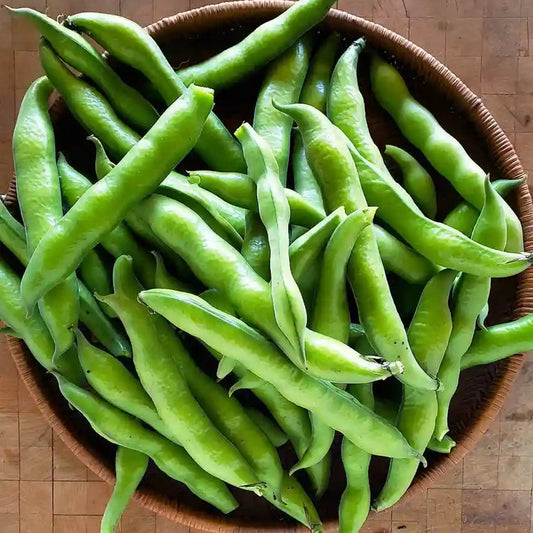 Fava Beans Bakla Selection Vegetable Seeds