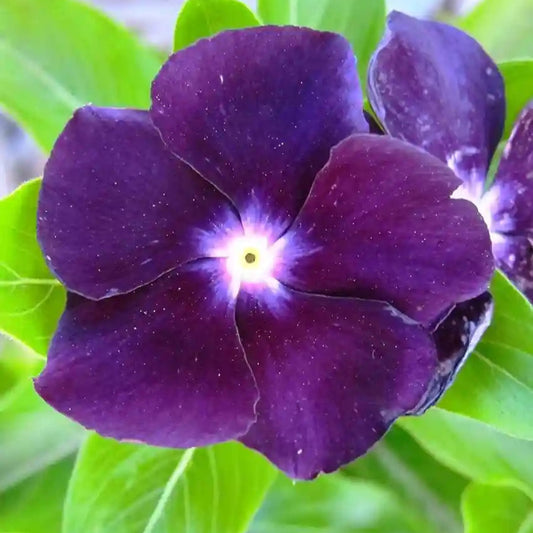 Vinca F1 Nana Black Purple Summer Flower Seeds