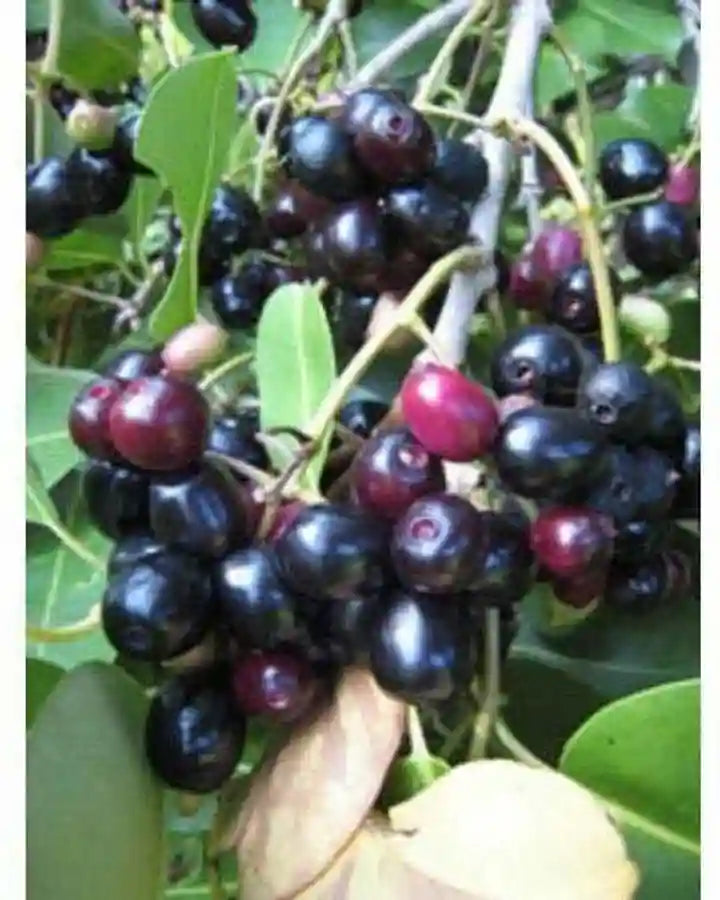 Jamun Herb Seeds