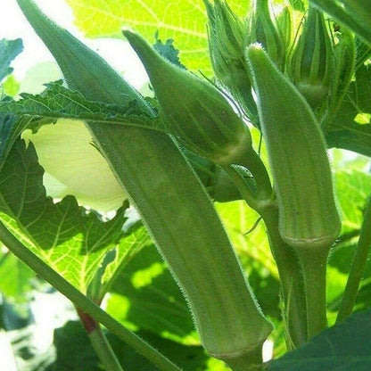 Okra F1 Hybrid Suiata Vegetable Seeds