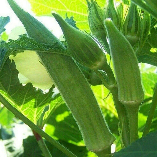 Okra F1 Hybrid Suiata Vegetable Seeds