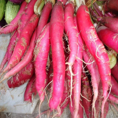 Premium Radish Long Red Vegetable Seeds