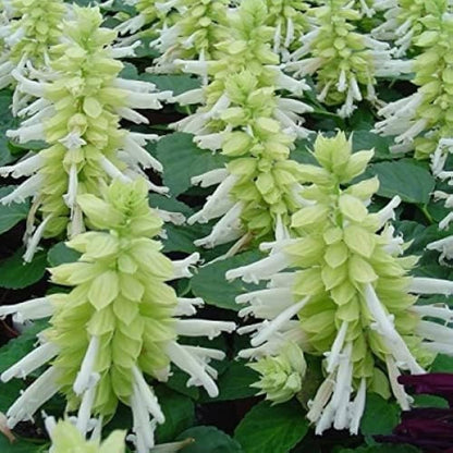 Salvia Salsa White Winter Flower Seeds
