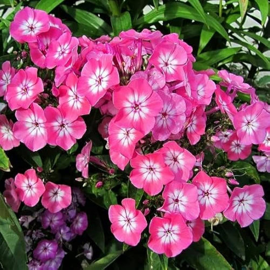Phlox Beauty Pink Winter Flower Seeds