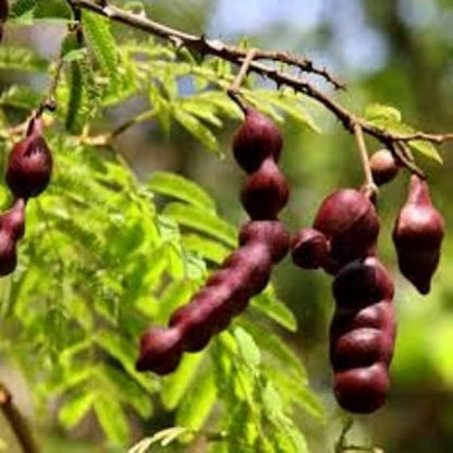 Shikakai Herb Seeds