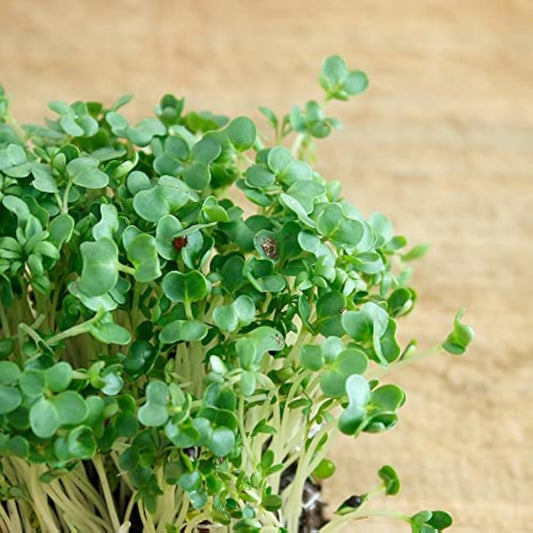 Watercress Imported Herb Seeds