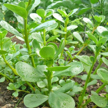 Kulfa Saag - Fresh Leafy Green Vegetable Seeds for Healthy Garden Growth