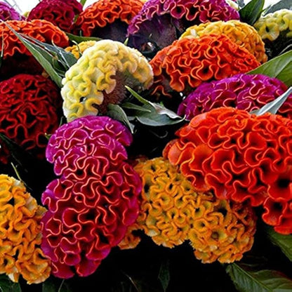 COCKSCOMB Mixed Summer Flower Seeds