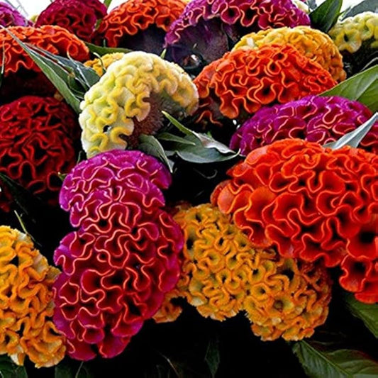 COCKSCOMB Mixed Summer Flower Seeds