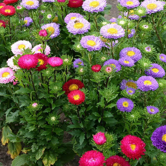 Aster Formula Mixed Seeds
