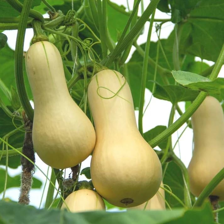 Walthum Butternut Squash - Fresh and Nutritious