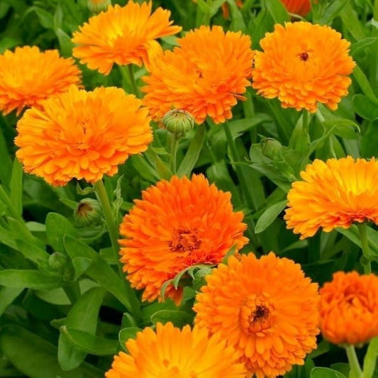 Calendula Bon Bon Orange Seeds