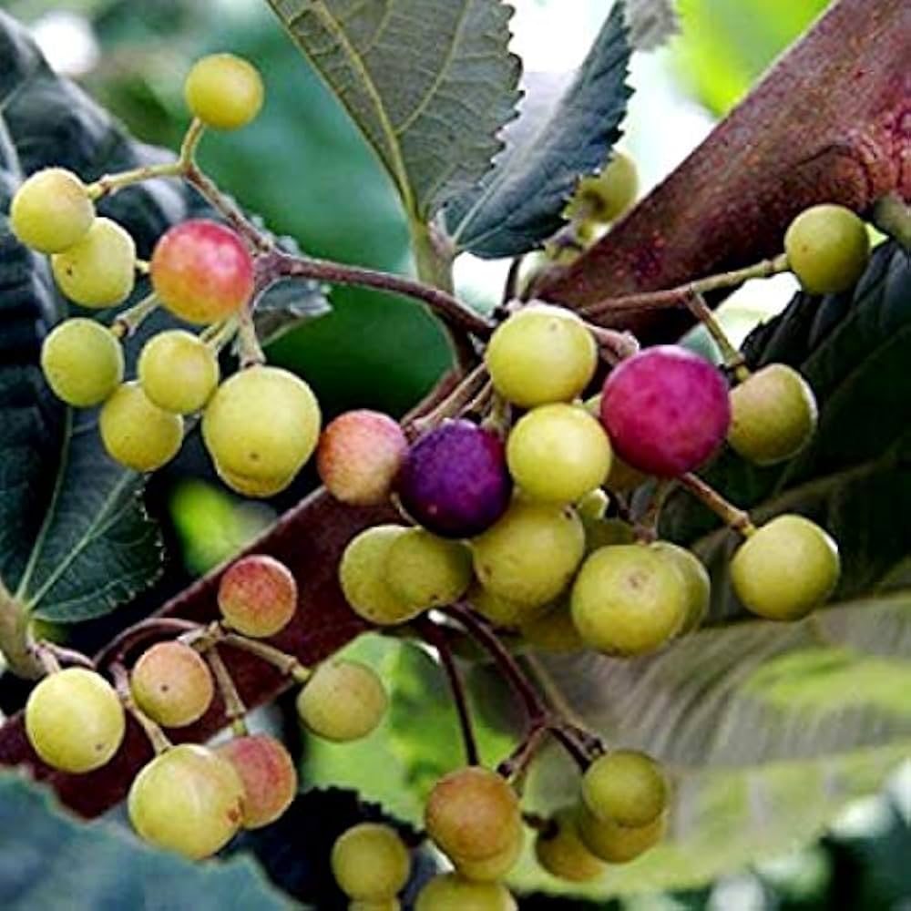 Phalsa Fruit Seeds
