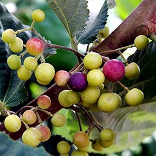 Phalsa Fruit Seeds