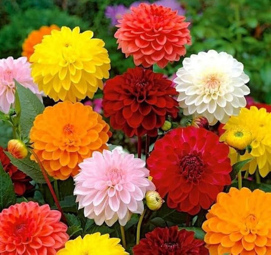 Dahlia Mixed Color Flower Seeds