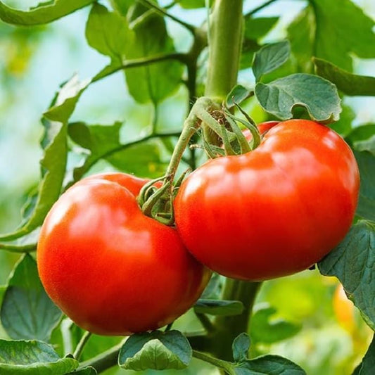 Tomato Ananya 92 Hybrid Vegetable Seeds
