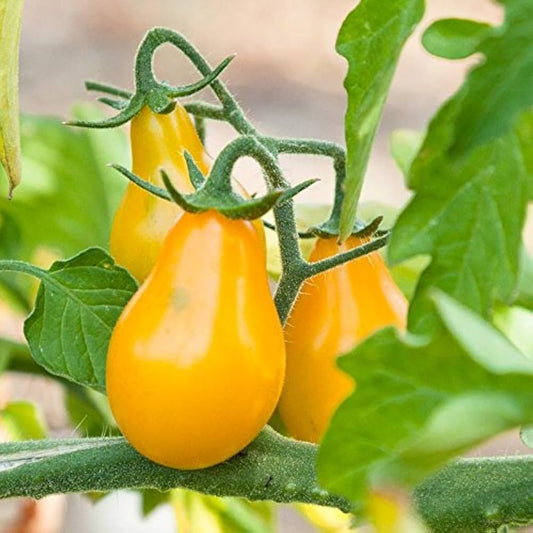 Yellow Pear Shaped Tomatoes – Sweet, Juicy, and Perfect for Your Garden Exotic Vegetable Seeds