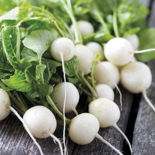 White Round Radish Microgreens Seeds