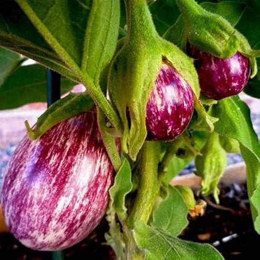 Brinjal Eggplant F1 MK-24 Majrikatti Type Vegetable Seeds