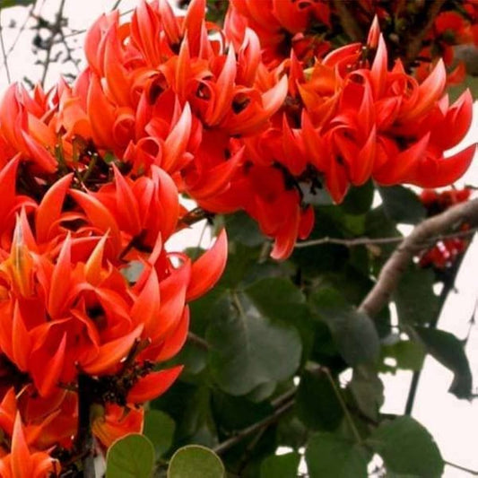 Palash Tree Herb Seeds