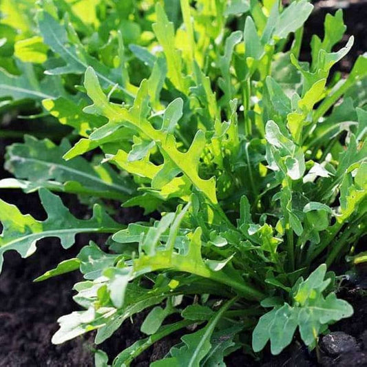 Fresh Cultivated Rocket (Arugula) Leaves – Organic & Flavorful Greens Exotic Vegetable Seeds