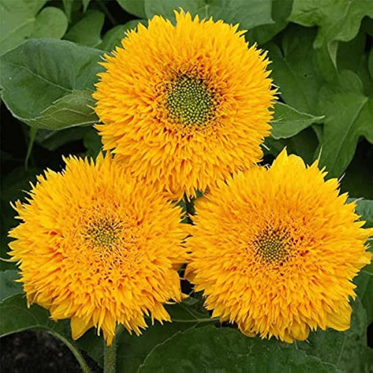 Sunflower ‘Sungold’ Summer Flower Seeds