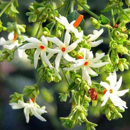 Night-Blooming Jasmine Herb Seeds