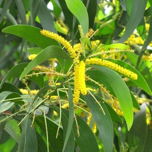 Australian Babul Herb Seeds