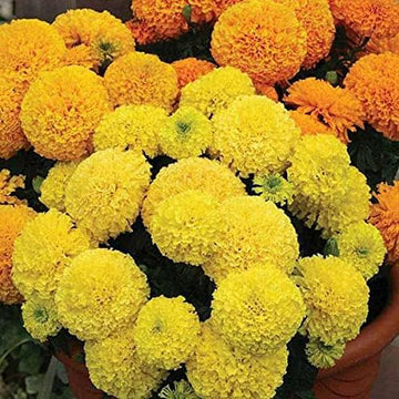 Marigold Rodeo Royal Mixed Winter Flower Seeds