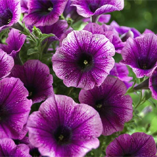 Petunia Grandiflora Violet Flower Seeds
