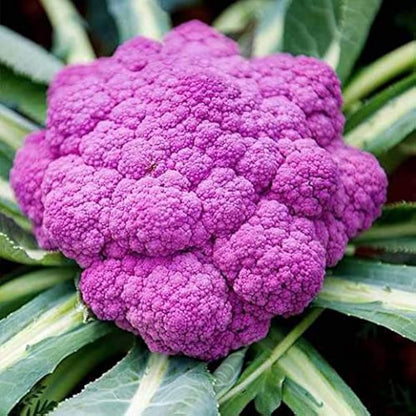 Purple Cauliflower – Vibrant and Nutritious Exotic Vegetable Seeds