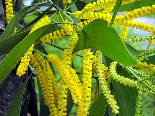 Australian Babul Herb Seeds