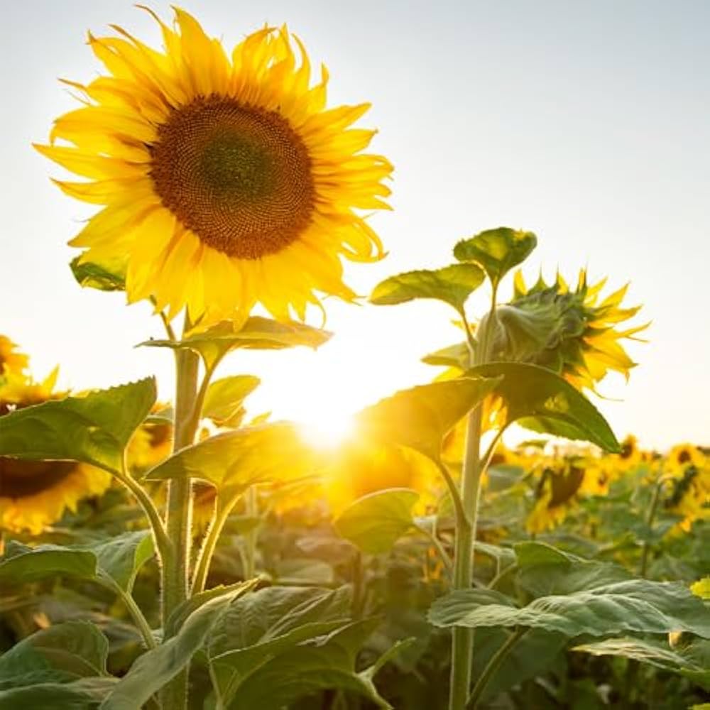 Sunflower Russian Giant Summer Flower Seeds