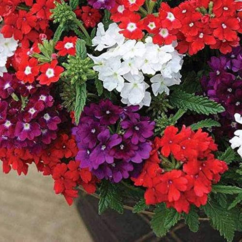 Verbena Quartz Mixed Winter Flower Seeds