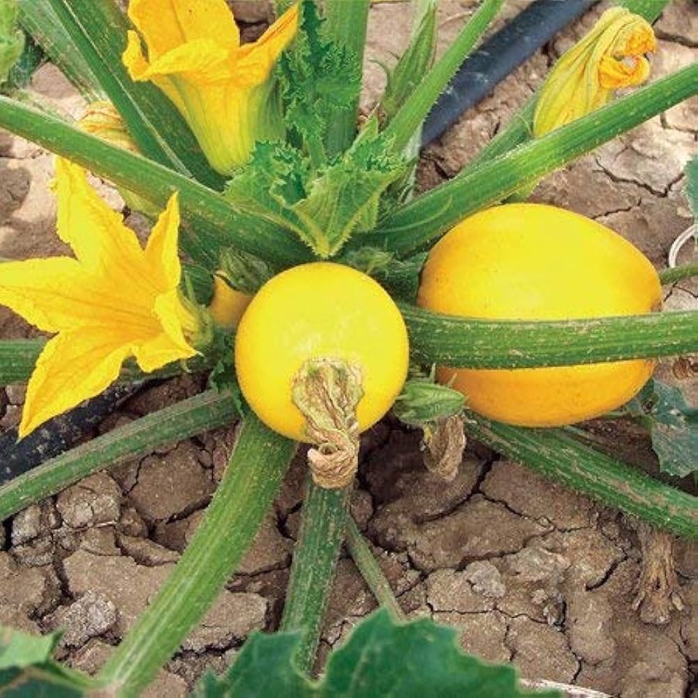 Round Yellow Squash/Zucchini Exotic Vegetable Seeds