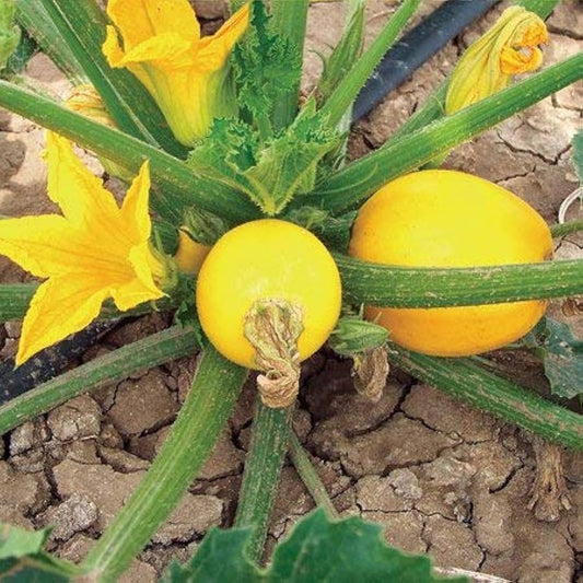 Round Yellow Squash/Zucchini Exotic Vegetable Seeds