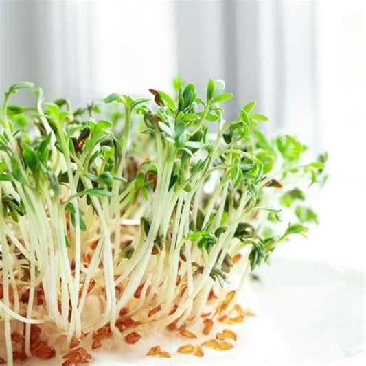 Cress Imported Herb Seeds