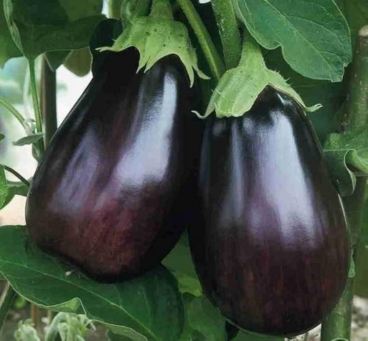 Brinjal-Eggplant F1 Chu Chu Hybrid Vegetable Seeds