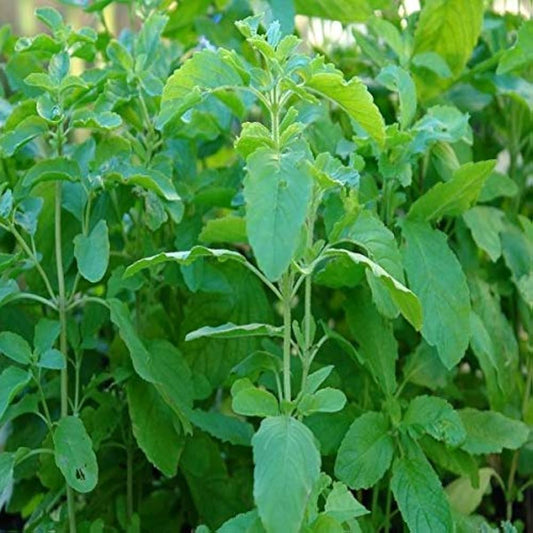 Indian Basil Rama/Shyama Tulsi Microgreens Seeds