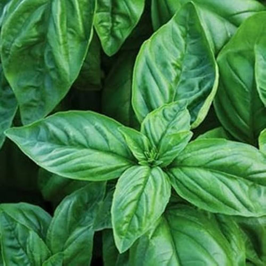 Basil Italian Broad Herb Seeds