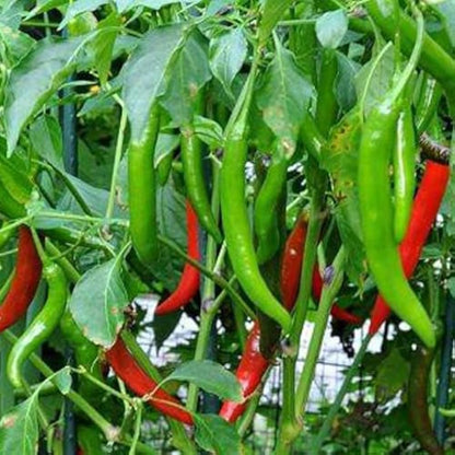 Chilli Pepper Grand Superior 10 Long Vegetable Seeds
