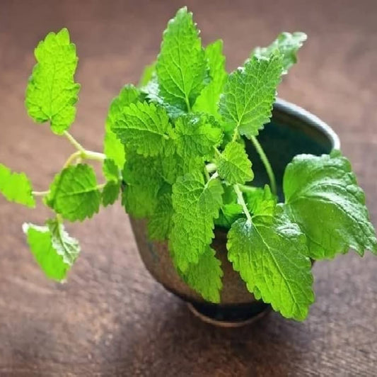 LEMON BALM - Premium Imported Herb Seeds