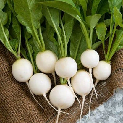 Fresh Round White Radishes – Crisp, Mild & Delicious Exotic Vegetable Seeds